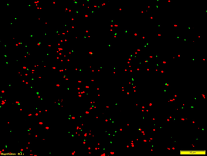 Bacteria Communicating