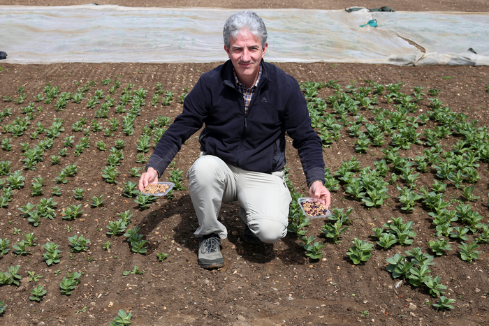 Professor Donal O'Sullivan pictured in a faba bean field trial with small plants.