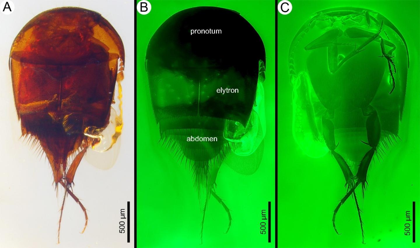 <I>Cretotrichopsenius burmiticus</I>