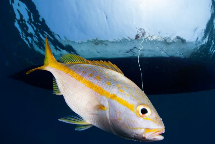 Yellowtail Snapper Being Caught