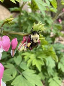 entomologists studying bees