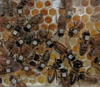 Individually Coded Honey Bee Workers and Queen Interact inside Monitored Colony
