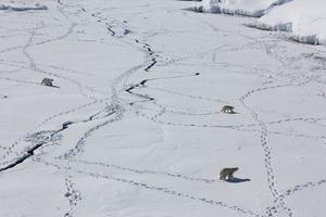 Polar bears in East Greenland