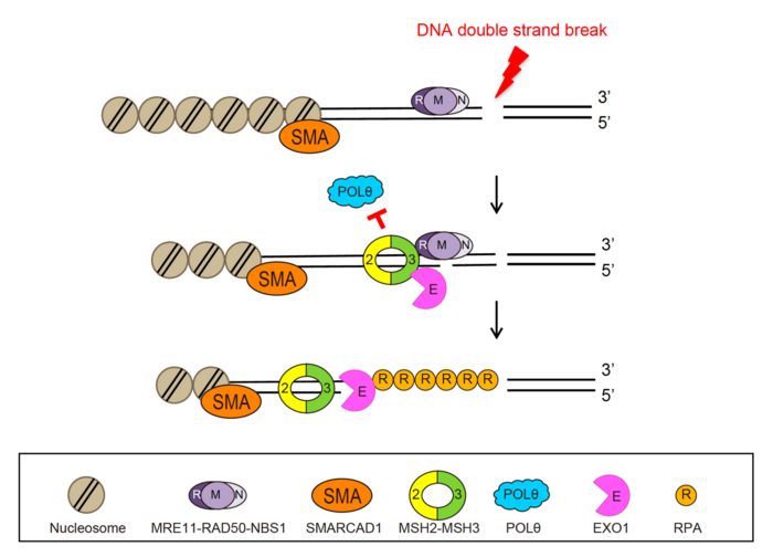 How Cells Select DNA Damage Repair Pathways