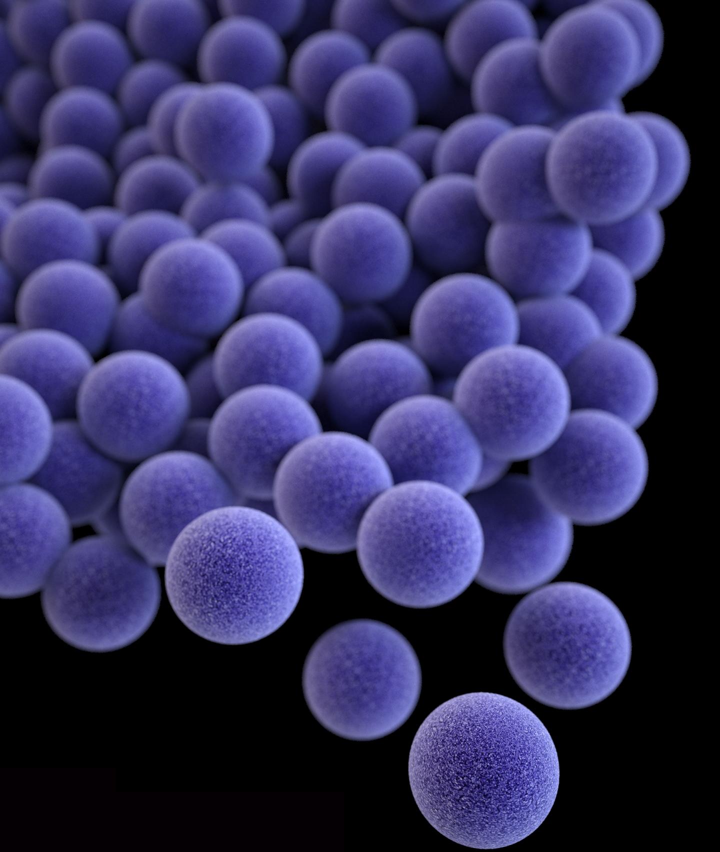 <i>Staphylococcus aureus</i>