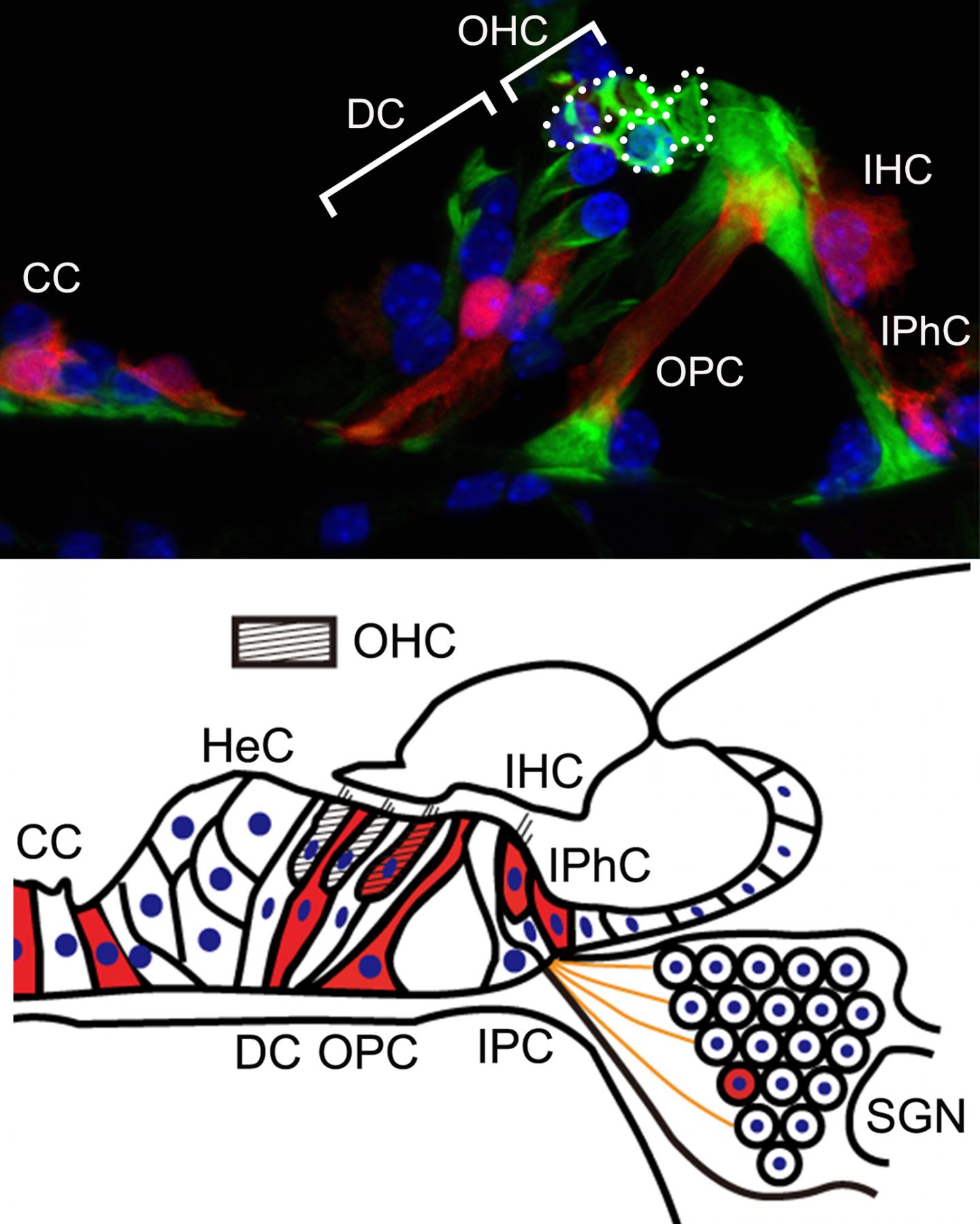 Figure 1: Nox3 expressing cells in the organ of Corti and accompanying diagram (cross-section parallel to the modiolus)