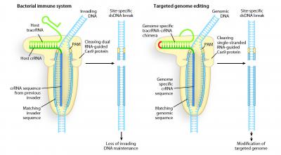 Programmable RNA Cleavage of DNA