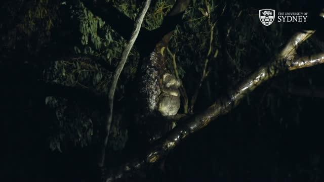 Koala Drinking Behavior