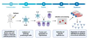 Hybridoma technology