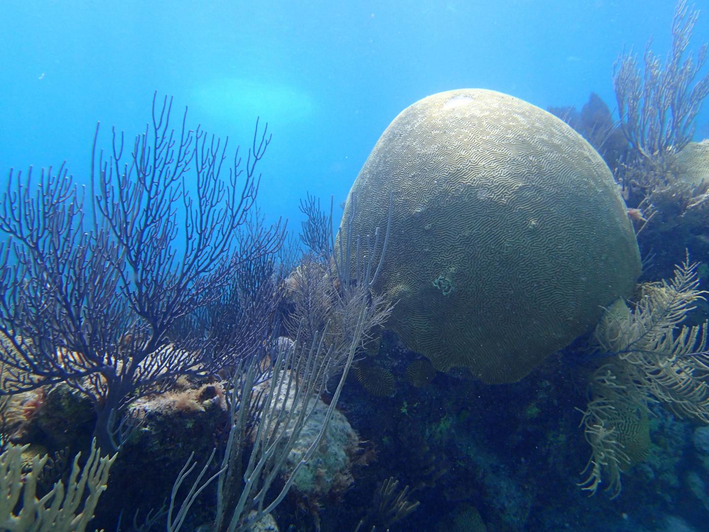 130yearold brain coral reveals encouraging EurekAlert!