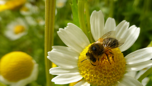 Bee on flower