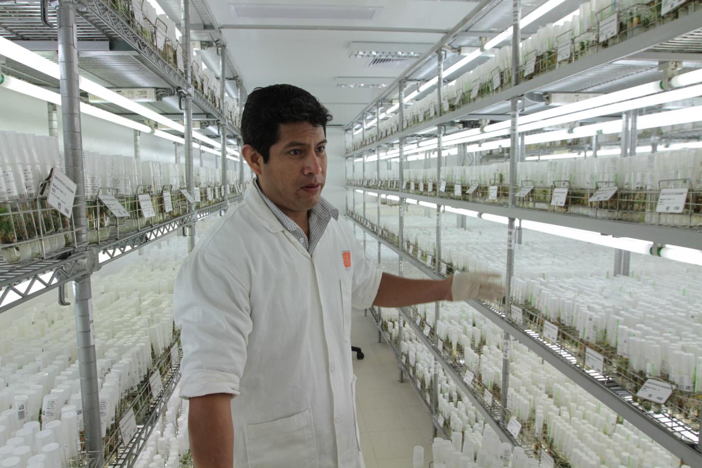 CIP's Genebank Conserves More Than 4,000 Varieties of Potato for Future Generations