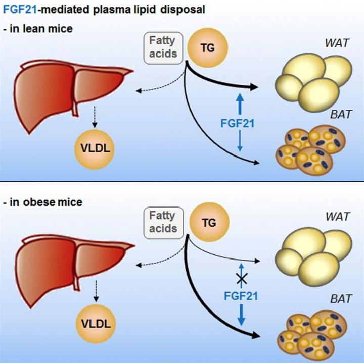 Blood Lipid-Lowering Protein FGF21