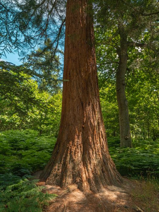 6. Wakehurst Horsebridge Woods, Visual Air © RBG Kew July 2022