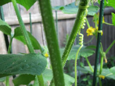 How Cucumber Tendrils Hoist Their Payload Sunward (7 of 11)