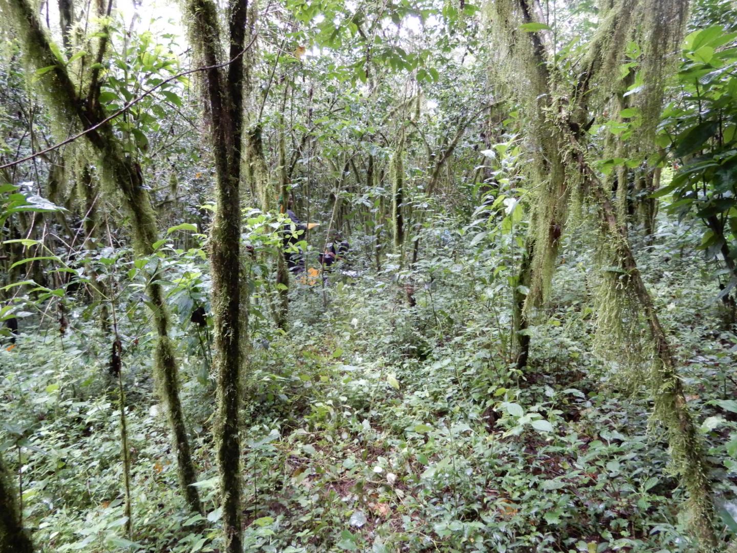 Coffee shrubs in the forest systems