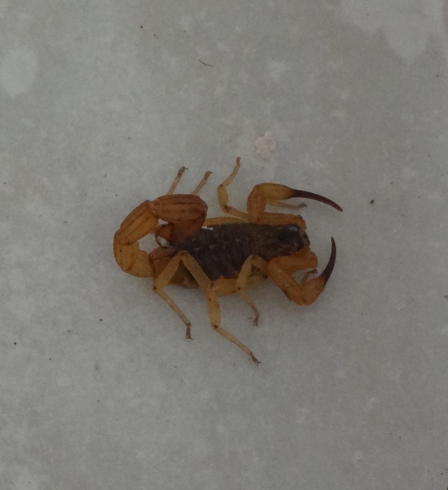Scorpion envenomation