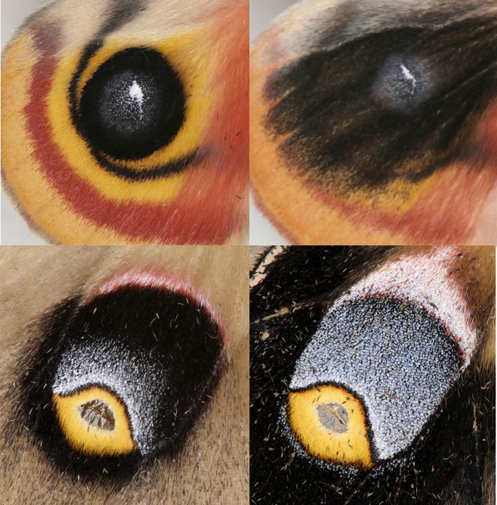 Heparin Changed Eyespots on Moth Wings in Distinct Ways