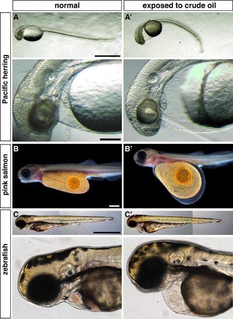 Fish Embryos Damaged by Oil