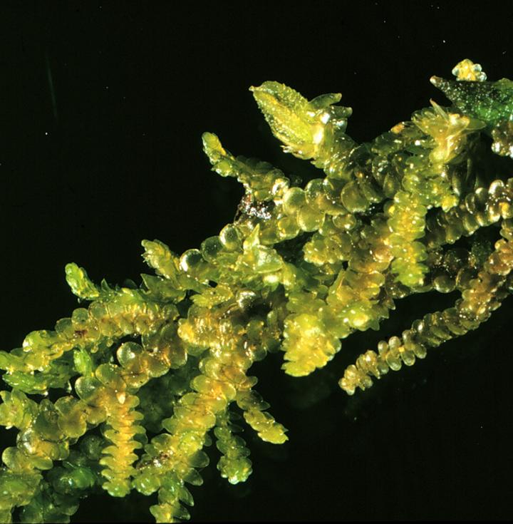 <i>Frullania pycnantha</i>