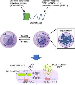 Schematic illustration of chemical-induced reversible phase separation of BCL6 (1-250aa)-fused protein