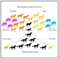 Horse History Graphical Abstract