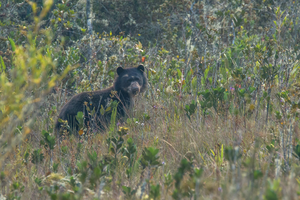 Spectacled bear