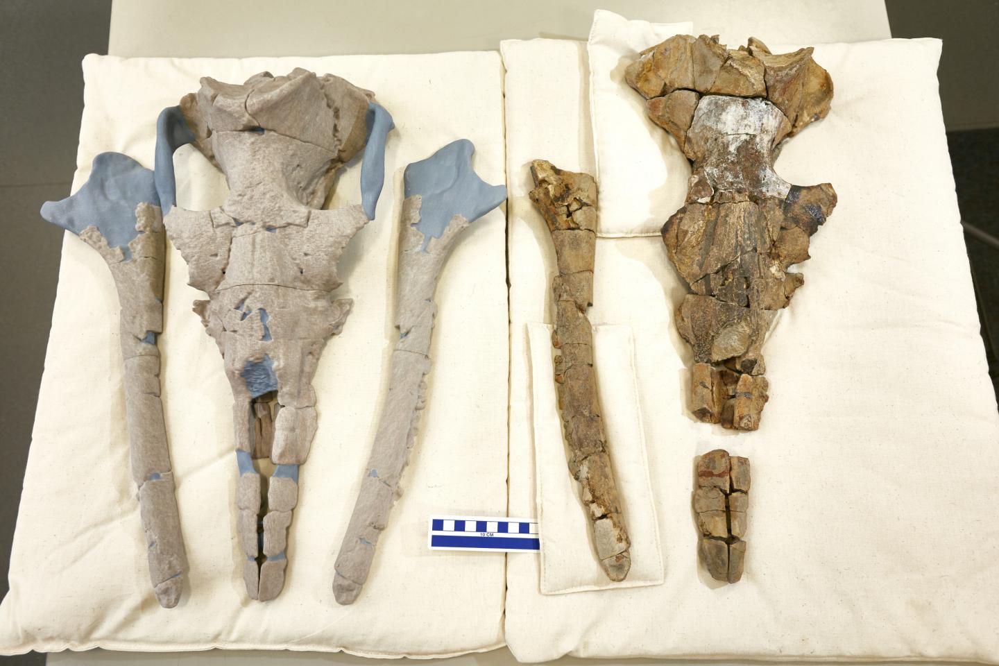 World-First Research Sheds Light on the Origin of the Baleen Whale