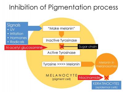 Inhibition of Pigmentation Process