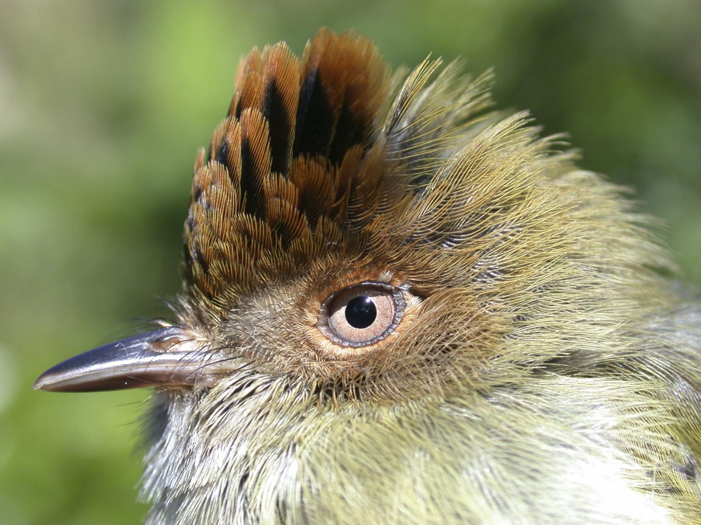 Scale-crested Pygmy-tyrant