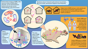 AMR can be shared among bacteria