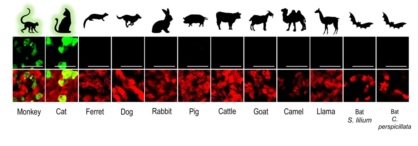 SARS-CoV-2 infected airway epithelial cell (AEC) cultures
