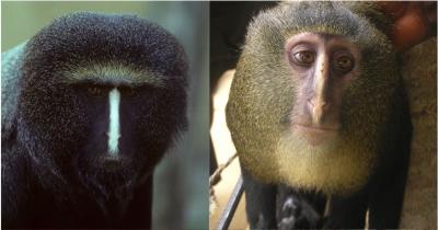New African Monkey Species Identified