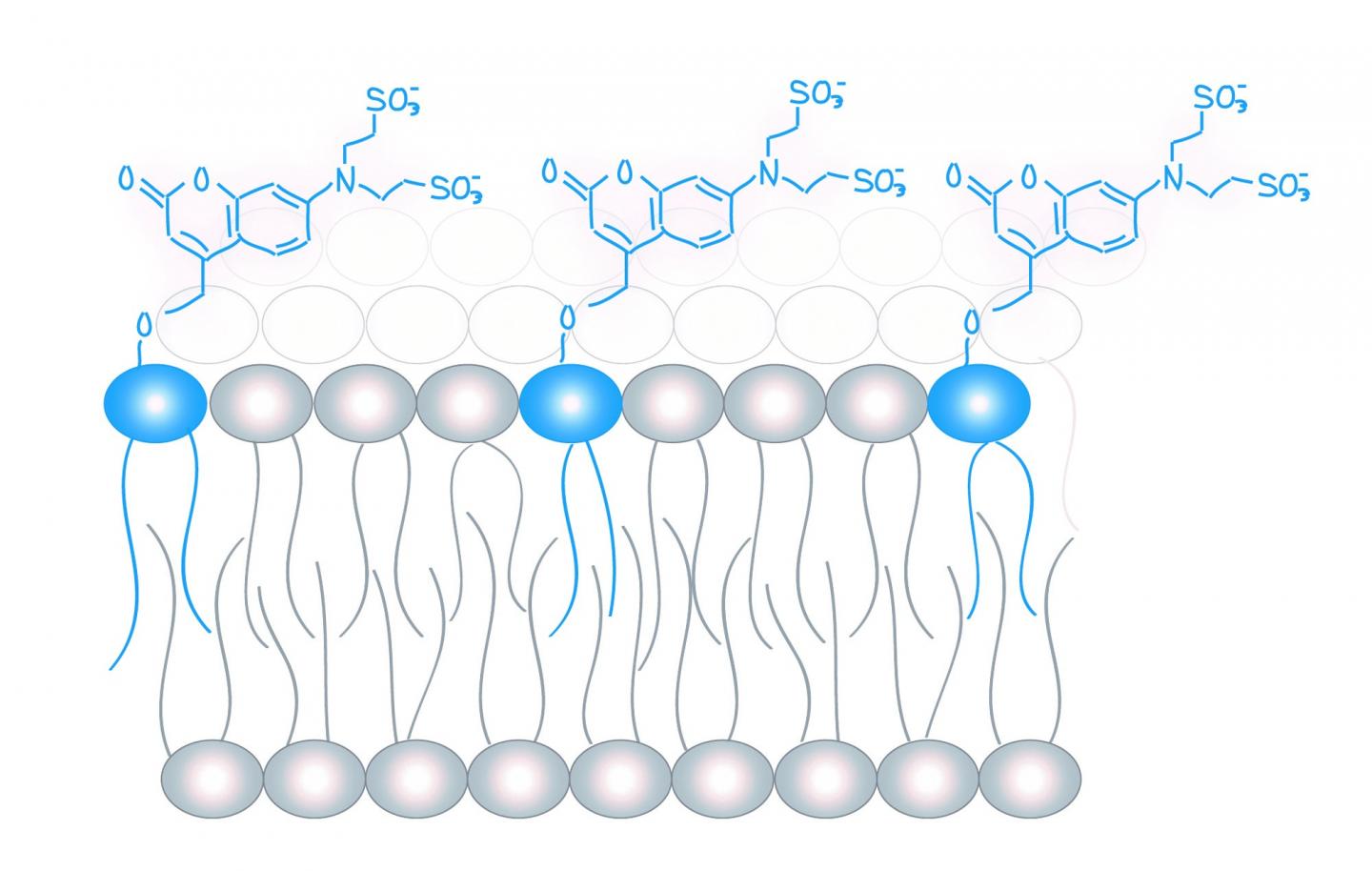 Molecular Probes (in Blue) for the Analysis of Lipid Messengers