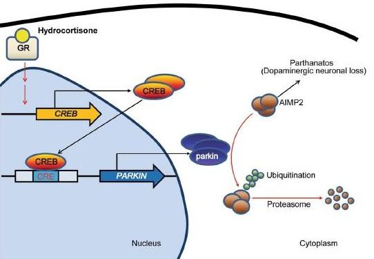 Hydrocortisone Binding