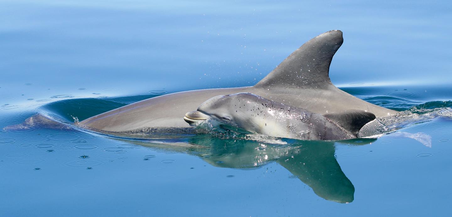 Southern Australian Bottlenose Dolphin and Newborn Calf