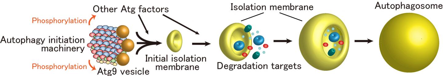 Figure 3: Initiation Model of Autophagosome Formation
