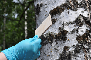 Glue made from wood