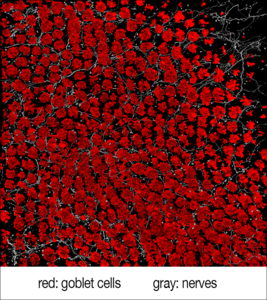 Pain neurons and goblet cells engage in crosstalk to protect the gut