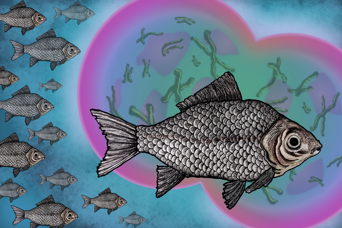 Invasive_Fish_Illustration