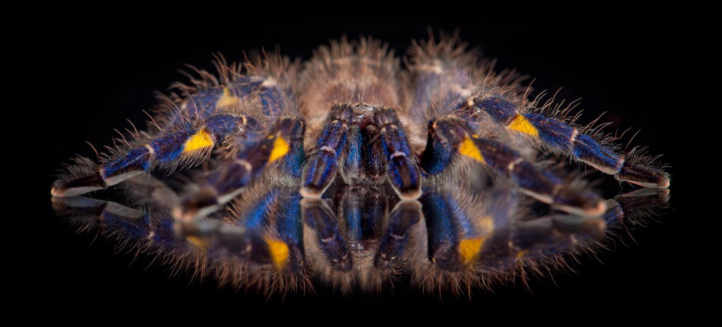 Gooty Sapphire Ornamental Tarantula