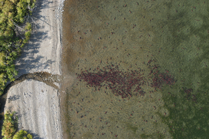 Salmon spawning season Wenatchee River