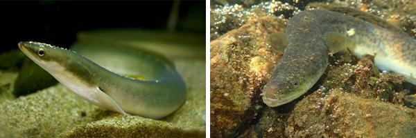 giant freshwater eel