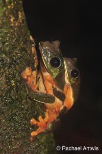 Pair of Frogs in Belize
