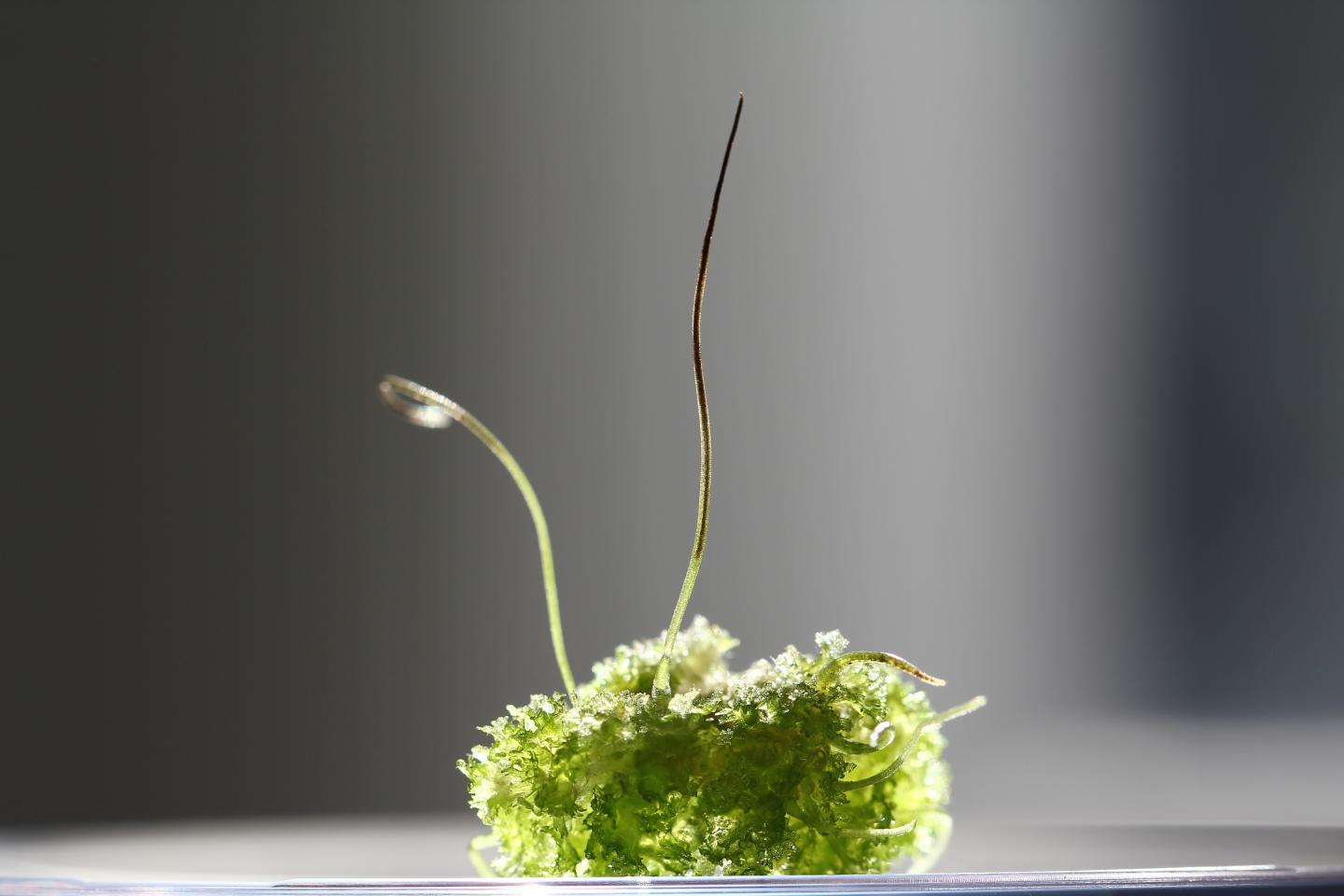 Hornwort Closeup