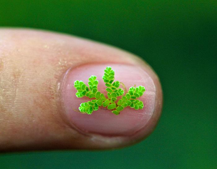 <i>Azolla filiculoides</i>