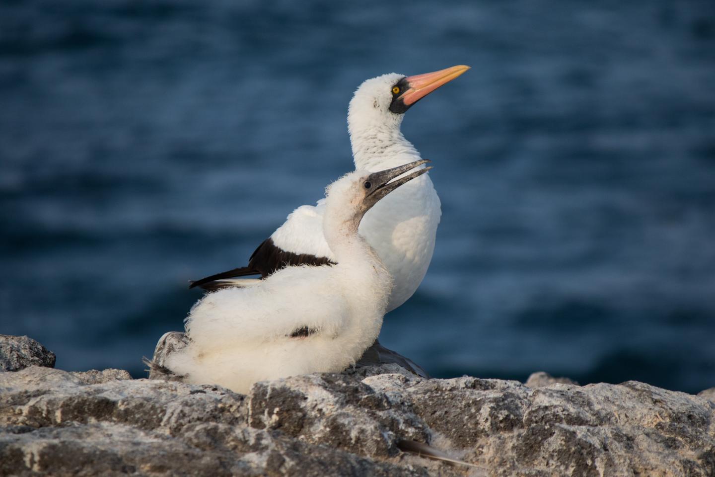 Nazca Booby