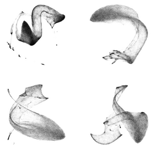 TomoTwin processing map for a tomogram flattened to 2D