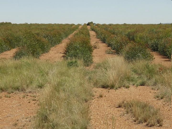 Blue Mallee Eucalyptus Plants Growing in a Field