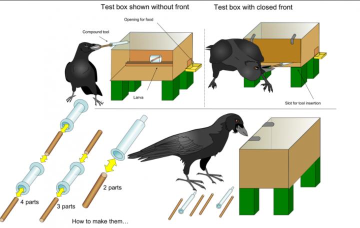 Compound Tool Construction by New Caledonian Crows